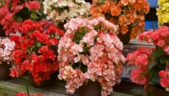 ZAKOPAJTE OVU NAMIRNICU NA DNO SAKSIJE I GLEDAJTE ŠTA SE DEŠAVA Za nekoliko dana vaše cveće će bujati