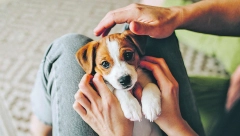 Istraživanja otkrila: Psi stvarno mogu da razumeju šta im govorimo