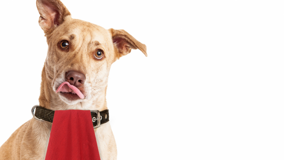 RECEPT DANA Kuca sa slike je oduševljena domaćim kockicama od džigerice, a bogami i mi