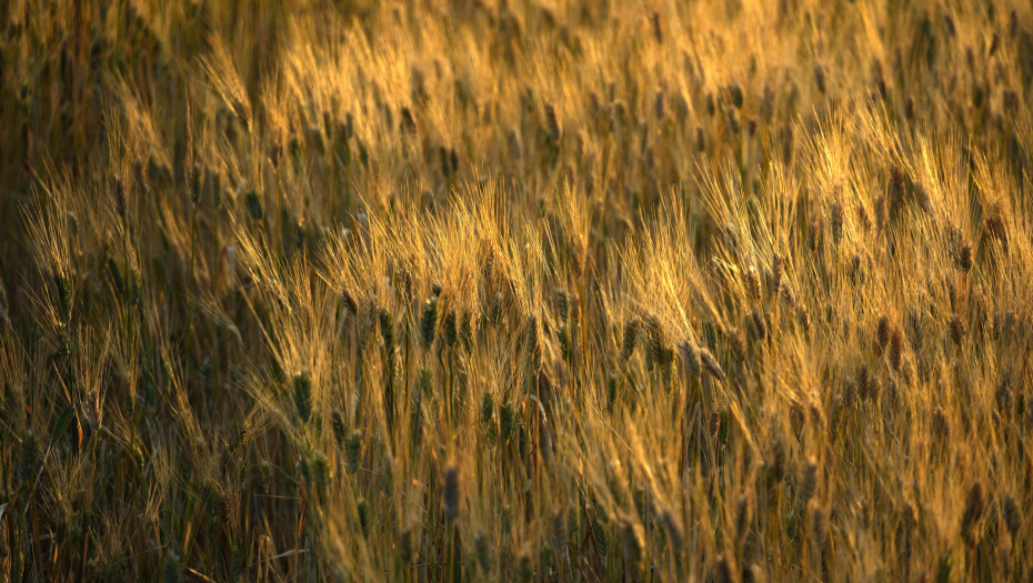 UKRAJINA GUBI PODRŠKU! Protesti u Rumuniji i Bugarskoj, poljoprivrednici besni na komšije!
