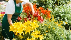 MALI SAVET PRAVIH CVEĆARA Zemlju iz bašte ne koristite za biljke u saksijama, a evo i zašto