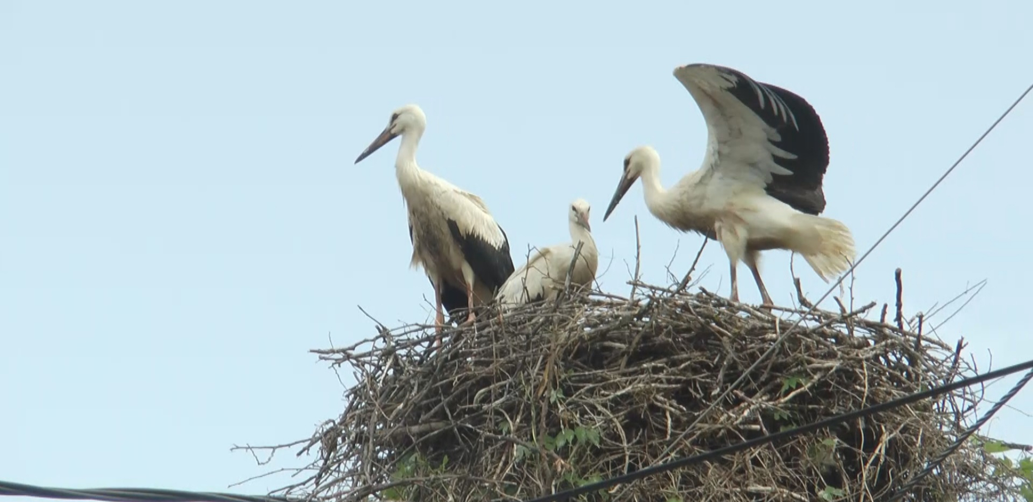 RODE OTIŠLE IZ SENTE Radnici im srušili gnezdo, ali zbog OVOGA su se vratile posle POLA SATA (FOTO)