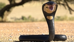 KOBRA UJELA DEČAKA (8) U INDIJI On uzvratio ugriz - zmija nije preživela!