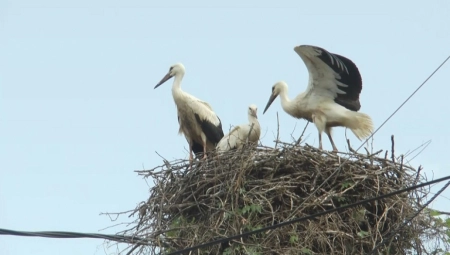 STIGLE RODE I "DONELE" DECU Bebi bum u ovom gradu, a mnogi to simpatično povezuju sa povratkom dugonogih ptica