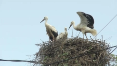 STIGLE RODE I "DONELE" DECU Bebi bum u ovom gradu, a mnogi to simpatično povezuju sa povratkom dugonogih ptica