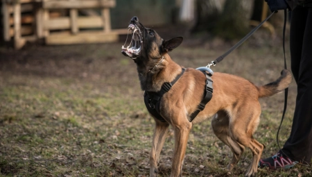 DRŽAO MUŠKARCA NA ZEMLJI DOK GA JE NJEGOV PAS UJEDAO PO LICU! Podignuta optužnica protiv vlasnika belgijskog ovčara