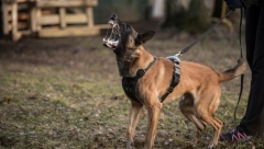 DRŽAO MUŠKARCA NA ZEMLJI DOK GA JE NJEGOV PAS UJEDAO PO LICU! Podignuta optužnica protiv vlasnika belgijskog ovčara