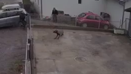"DANIMA SU MU SE RASPADALI ORGANI PRED NAŠIM OČIMA" Stravičan slučaj maltretiranja životinja u Vrnjačkoj Banji! Truju, tuku i muče! (VIDEO)