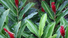 NAJZDRAVIJU BILJKU MOŽETE GAJITI U SAKSIJI Osim što pozitivno utiče na zdravlje, odličan je začin