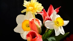 DA LI TREBA UNOSITI NARCIS U KUĆU Evo koja je simbolika ove biljke i šta donosi u dom