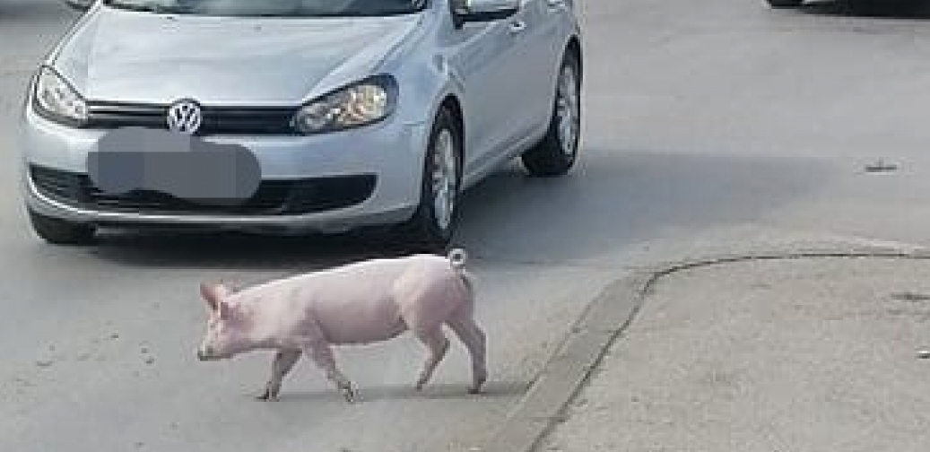 BEKSTVO KAO U FILMU Ljudi u šoku, ne veruju svojim očima