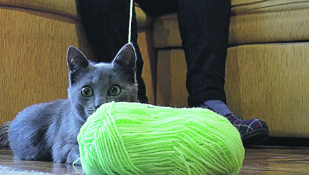 NAJNEOBIČNIJEG ŠEGRTA U SRBIJI ima Borislava iz Čačka: Mačak Milisav mrsi i odmrsuje konce