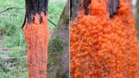 NAJEZDA "GROBLJANKI" U BEOGRADU Ovakvo drvo bolje je ne dirati