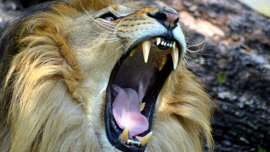 LAV UBIO ČUVARA U ZOO VRTU Hteo da ga nahrani, onda mu se to obilo o glavu