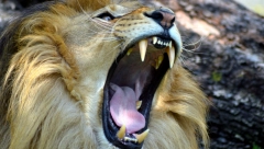 LAV POBEGAO IZ AUTOMOBILA NASRED PUTA Vlasnik priveden