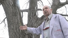 ČUDO PRIRODE Najveći orah na Balkanu raste u Ljubić polju, Momir ga posadio pre 36 godina (FOTO)