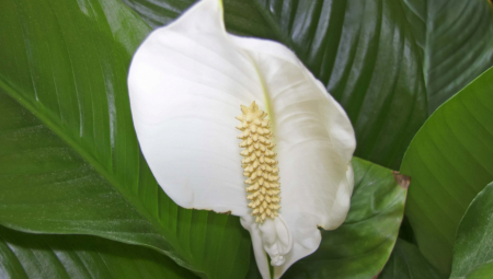 ZA OVU BILJKU SE VERUJE DA ŽENAMA DONOSI SREĆU Dobro vodite računa kome i kako je poklanjate!
