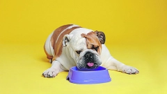 RECEPT DANA Omlet od pileće džigerice s ruzmarinom i hlebom za najbolje kuče na svetu