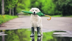 Otkriven najpouzdaniji meteorolog na svetu, samo je potrebno da ga pažljivo posmatrate