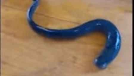 HRVATI ULOVILI ŽIVOG FOSILA Praistorijsko stvorenje pliva dok se ne zalepi za plen i sisa mu krv