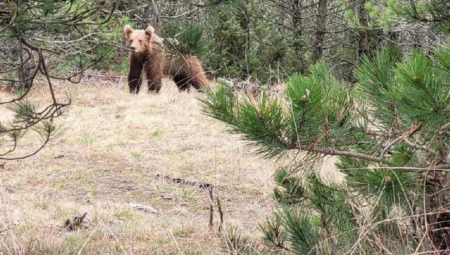 MEČKA ĆE DANAS DA NAM OTKRIJE KAD ĆE KRAJ ZIME Dani nam postaju duži, a noći kraće