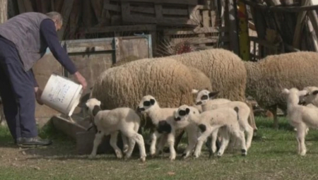 OVAKAV FENOMEN SE NE PAMTI U ŠUMADIJI Neverovatna sreća obradovala srpskog domaćina (FOTO)