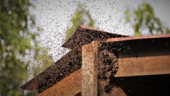 NE MLATITE RUKAMA Evo kad može biti opasno ako vas ubode pčela