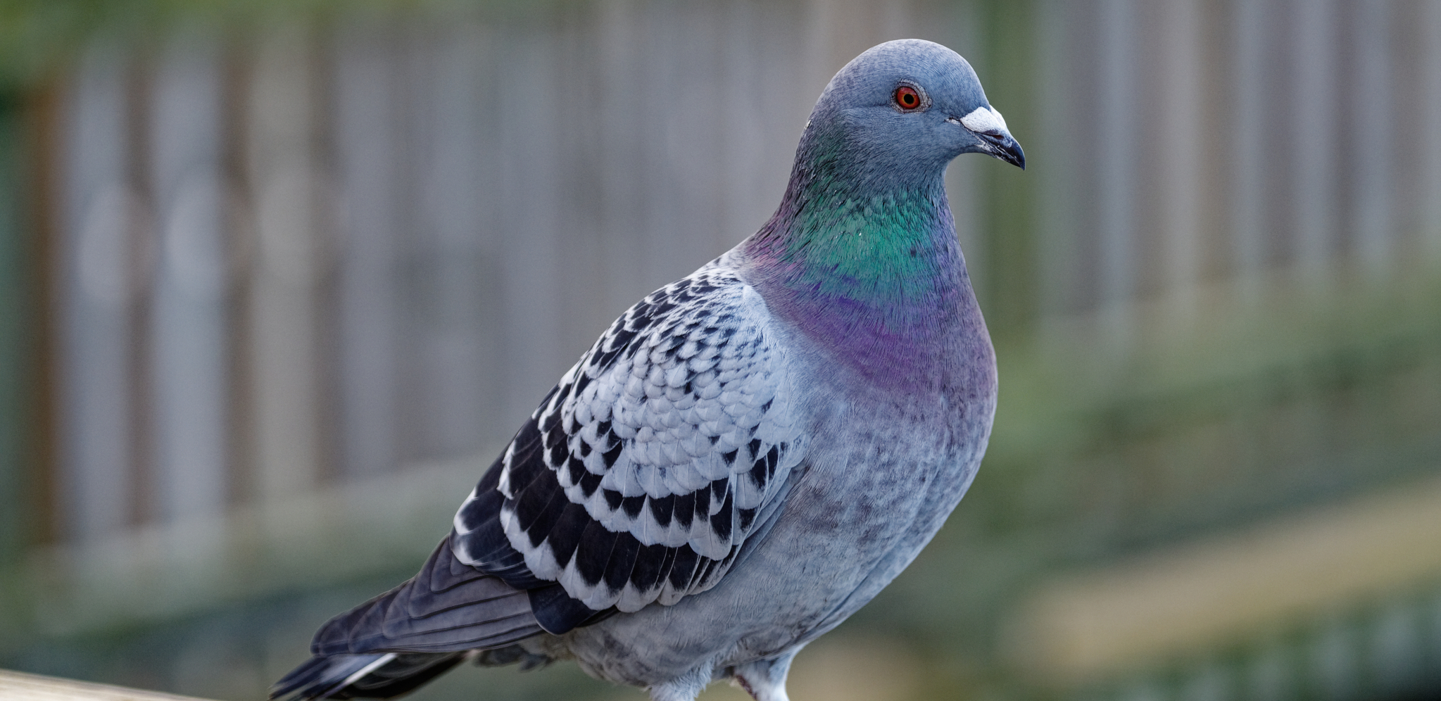 NAŠLA GA U KONTEJNERU, NIJE MOGAO DA LETI Danas je ovaj ludi golub influenser sa milionima pratilaca (VIDEO)