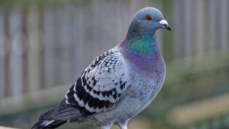 NAŠLA GA U KONTEJNERU, NIJE MOGAO DA LETI Danas je ovaj ludi golub influenser sa milionima pratilaca (VIDEO)