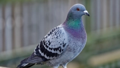 NAŠLA GA U KONTEJNERU, NIJE MOGAO DA LETI Danas je ovaj ludi golub influenser sa milionima pratilaca (VIDEO)