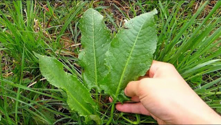 NEKAD SMO JE BRALI PO LIVADAMA Skupa i retka namirnica pospešuje rad jetre i creva, evo kako se sprema
