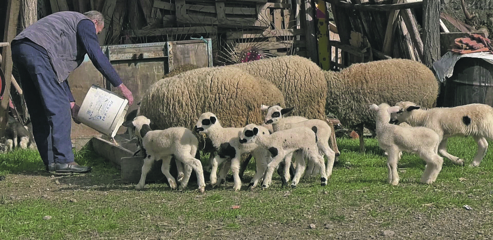 "ZABRANJUJE SE PUŠTANJE OVACA I KOZA NA PAŠNJAKE" Rumunija donela odluku, evo do kada je na snazi