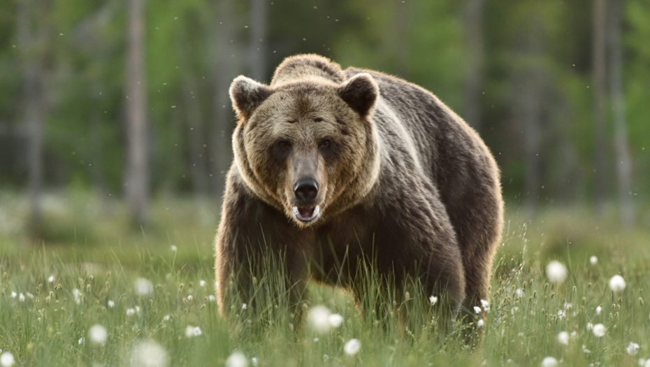 UBIJEN MEDVED KOJI JE DIVLJAO PO KOSTRENI "Penjao se na balkone, pravio probleme..." (VIDEO)