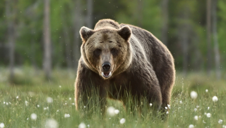 Medved u potrazi za hranom nikad bliži Zagrebu: Lovci prate njegovo kretanje