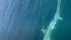 DEČAK ULOVIO OGROMNU MORSKU ZVER U JADRANU Prestravljeni otac i sin gledali u plen, pa na kraju uradili ovo! (VIDEO)