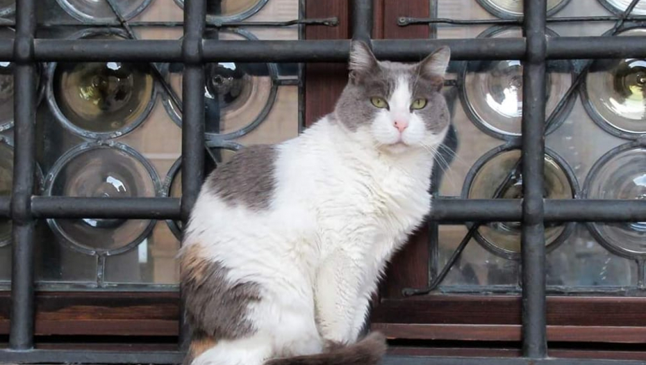 NEPOZNATA MAČKA SE POJAVILA PRED VRATIMA Indijsko verovanje upozorava: "U toj kući će uskoro biti..."