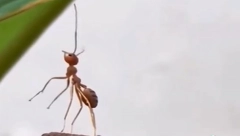 NAJTUŽNIJI MRAV NA SVETU Ljudi plaču zbog ove slike i ne veruju da jecaju zbog jednog mrava