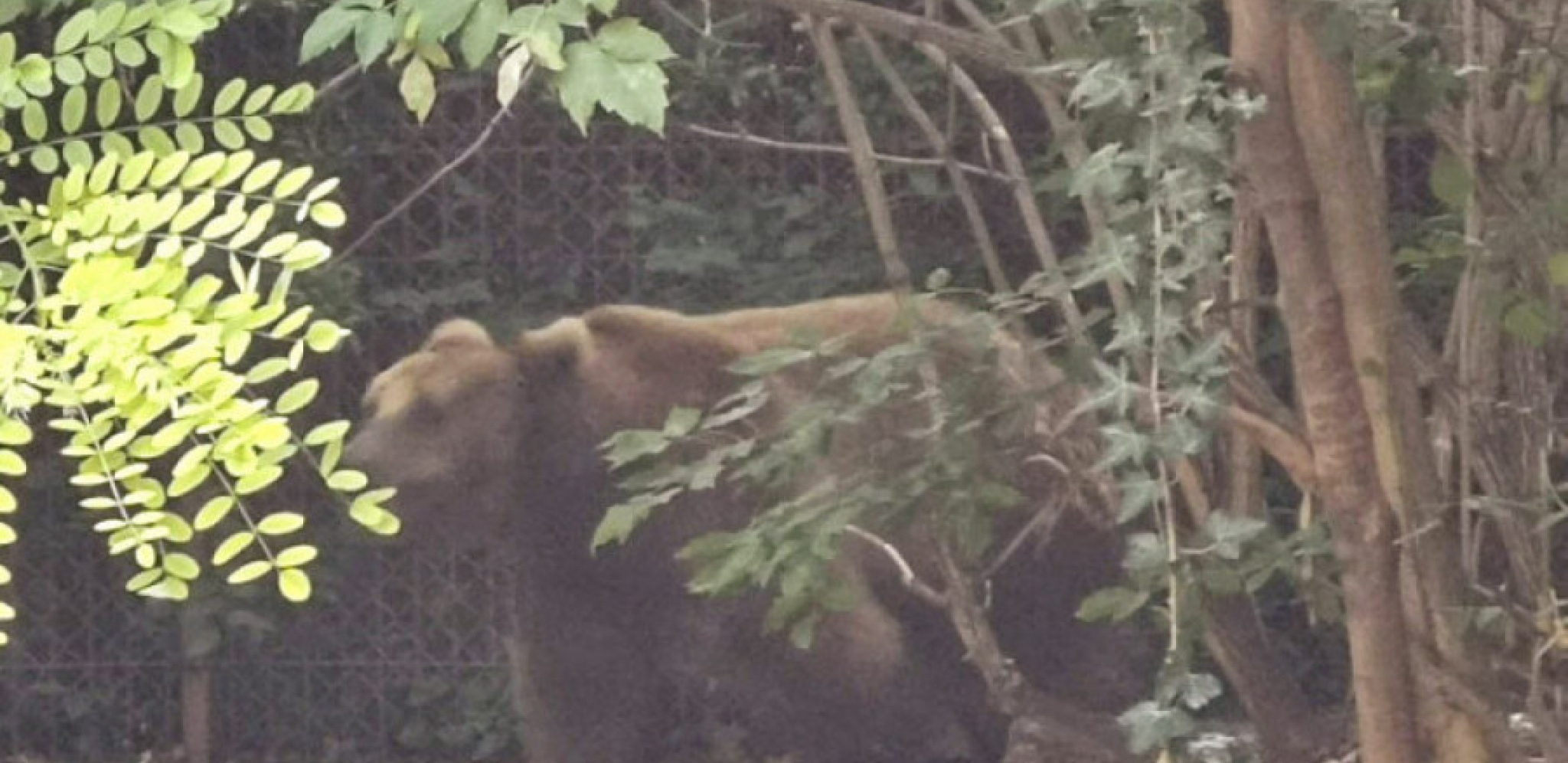 MEDVED PODIVLJAO KOD IVANJICE Upao ljudima u štalu i izvršio krvavi pir, meštani u strahu