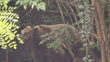 MEDVED PODIVLJAO KOD IVANJICE Upao ljudima u štalu i izvršio krvavi pir, meštani u strahu