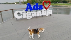 POREZ NA PSE? Novi predlog uznemirio vlasnike, ali neki misle ako se primeni da bi to bila prava stvar