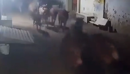 KAMERE SNIMILE NEVEROVATAN PRIZOR Pas spasava krdo od krvoločne zveri (VIDEO)