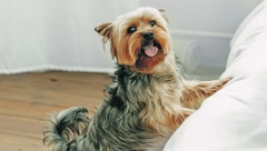 ZAŠTO PSI MAŠU REPOM? Mnogi misle da je to znak sreće, a da li je baš tako?