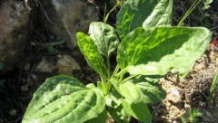 ČUDO NARODNE MEDICINE RASTE I U SRBIJI: Nalazi se u svakom dvorištu, bere se u maju, a preventiva je protiv dijabetesa