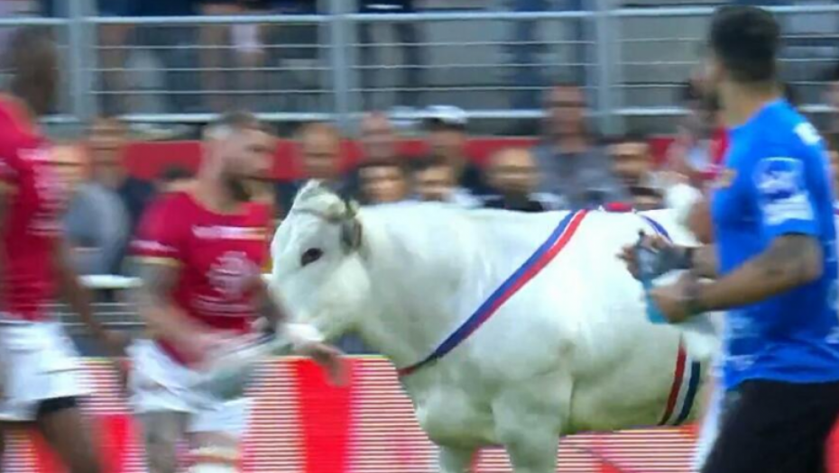 NESVAKIDAŠNJE Bizaran prizor na ragbi utakmici: Igrači bežali od pomahnitalog bika (VIDEO)