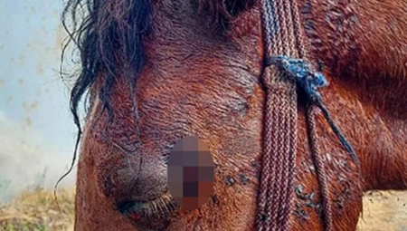 MISTERIJA SUDARA KONJA I AUDIJA NA AUTO-PUTU Još uvek se ne zna kako je životinja dospela na kolovoz