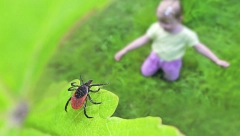 SUDNJI DAN ZA BEOGRADSKE KRPELJE! Sutra velika akcija zaprašivanja, raspoređuju se ekipe na 26 lokacija!