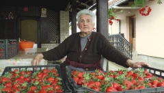 OVAKO IZGLEDAJU DOMAĆE JAGODE Ne nasedajte da podvale prodavaca, jedna stvar ih razlikuje od uvoznih