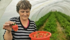JAGODE VELIČINE ŠOLJICE ZA KAFU U SRBIJI Borišići se decenijama bave proizvodnjom jagoda, to je njihov prvi i najslađi dinar u sezoni (FOTO))
