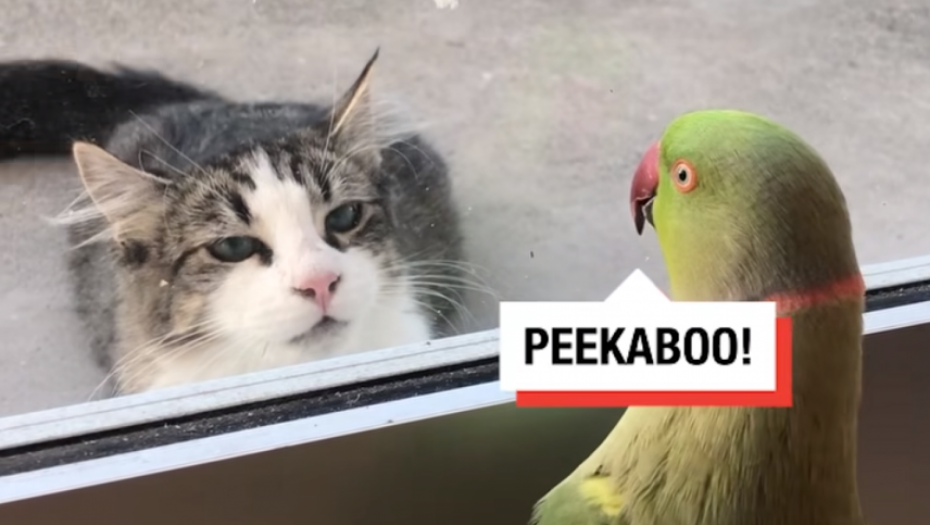 URNEBESNI "PIKABU" PAPAGAJ I MAČKA Viralni video nasmejao ceo svet
