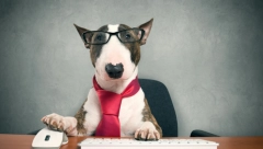 Iako vam se čini da vas nekad ne razumeju, psima ništa ne promiče i sve primećuju